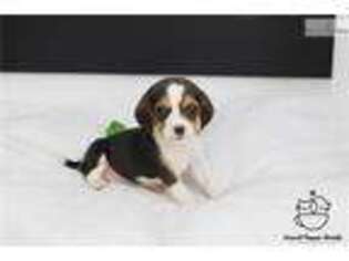 Beagle Puppy for sale in Albany, NY, USA