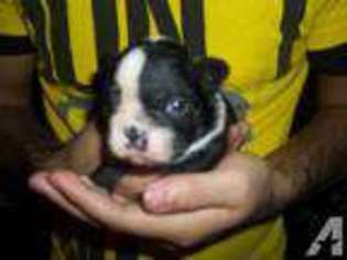 Boston Terrier Puppy for sale in FORT ATKINSON, WI, USA