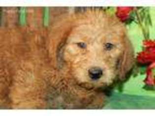 Labradoodle Puppy for sale in Novinger, MO, USA