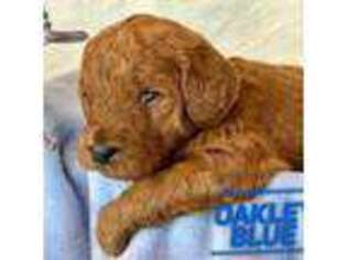 Goldendoodle Puppy for sale in Potlatch, ID, USA