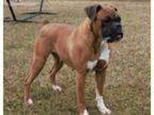 Boxer Puppy for sale in Orwigsburg, PA, USA