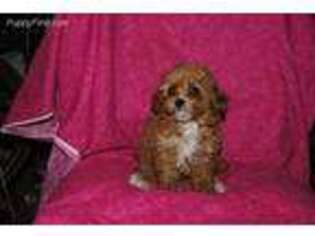 Mutt Puppy for sale in Diamond, OH, USA