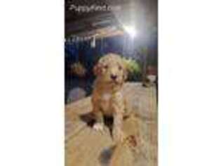 Goldendoodle Puppy for sale in Sylvania, GA, USA