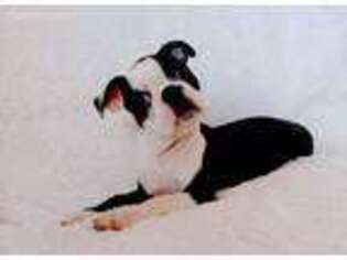 Boston Terrier Puppy for sale in Apple Valley, CA, USA