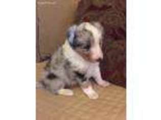 Shetland Sheepdog Puppy for sale in Broken Arrow, OK, USA