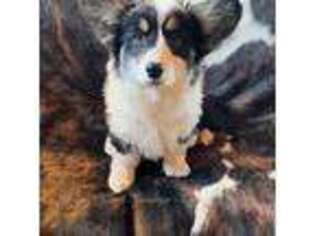 Pembroke Welsh Corgi Puppy for sale in Ribera, NM, USA