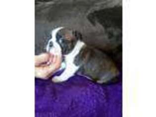 Boston Terrier Puppy for sale in Evart, MI, USA