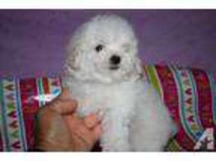 Mutt Puppy for sale in CLAREMONT, CA, USA