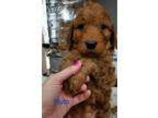 Goldendoodle Puppy for sale in Myrtle Beach, SC, USA