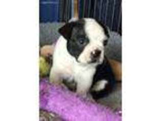Boston Terrier Puppy for sale in Center Point, TX, USA