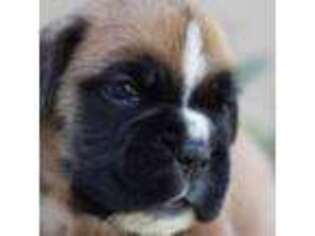 Boxer Puppy for sale in La Puente, CA, USA