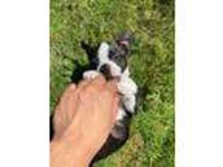 Boston Terrier Puppy for sale in Port Orchard, WA, USA