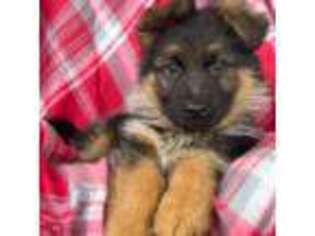 German Shepherd Dog Puppy for sale in Cleveland, TN, USA