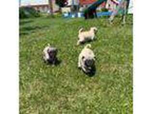 Pug Puppy for sale in Norwalk, WI, USA