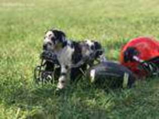 Great Dane Puppy for sale in Munith, MI, USA