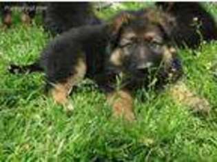 German Shepherd Dog Puppy for sale in Dublin, TX, USA