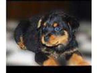 Rottweiler Puppy for sale in Ackerman, MS, USA