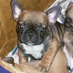French Bulldog Puppy for sale in Boonton, NJ, USA