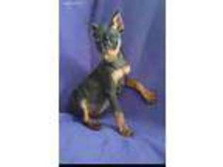 Miniature Pinscher Puppy for sale in Crane, MO, USA