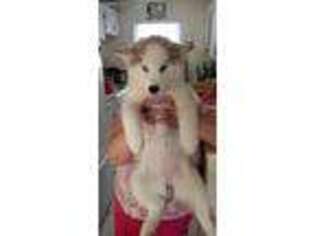 Siberian Husky Puppy for sale in Pompano Beach, FL, USA