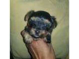 Yorkshire Terrier Puppy for sale in Pikeville, NC, USA