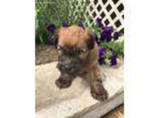 Soft Coated Wheaten Terrier Puppy for sale in Homewood, IL, USA
