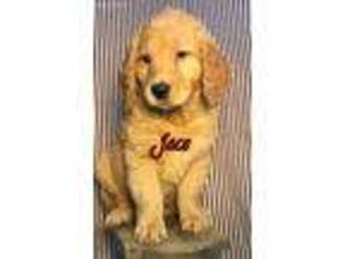 Golden Retriever Puppy for sale in Lebanon, MO, USA