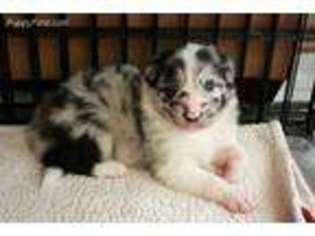 Border Collie Puppy for sale in Manassas, VA, USA