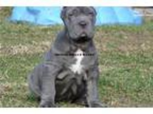 Neapolitan Mastiff Puppy for sale in Springfield, MO, USA