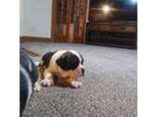 Olde English Bulldogge Puppy for sale in Payson, UT, USA