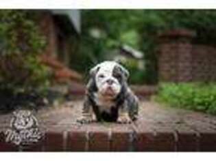 Bulldog Puppy for sale in Bridgewater, NJ, USA