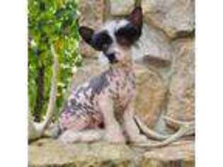 Chinese Crested Puppy for sale in Carrollton, OH, USA