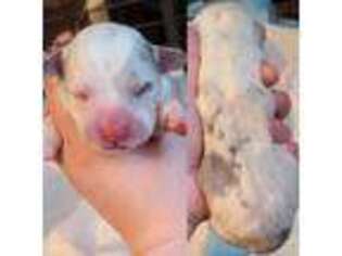 Pembroke Welsh Corgi Puppy for sale in Warren, MI, USA