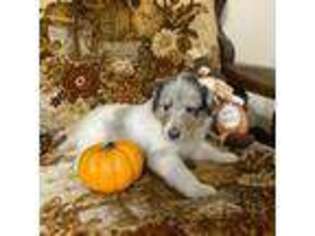 Collie Puppy for sale in Cushing, TX, USA