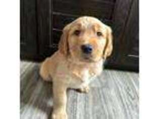 Golden Retriever Puppy for sale in Middle Island, NY, USA