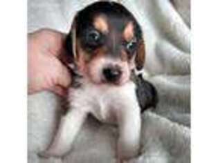 Beagle Puppy for sale in Etowah, TN, USA