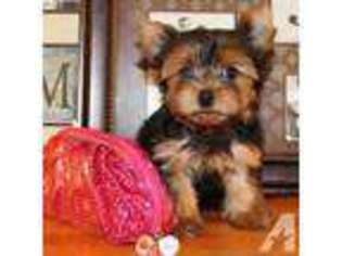 Mutt Puppy for sale in SOUTH SAN FRANCISCO, CA, USA