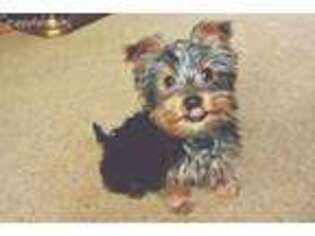 Yorkshire Terrier Puppy for sale in Capitol Heights, MD, USA