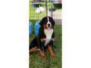 Bernese Mountain Dog Puppy for sale in Chesterfield, NJ, USA