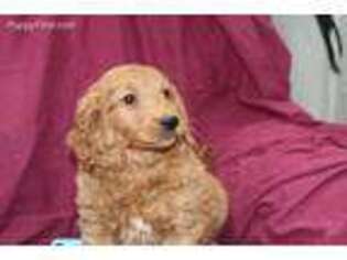 Goldendoodle Puppy for sale in Pine Grove, PA, USA