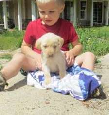 Labrador Retriever Puppy for sale in La Grange, KY, USA