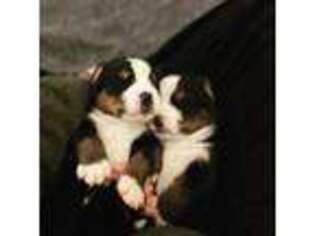 Bernese Mountain Dog Puppy for sale in Water Valley, MS, USA