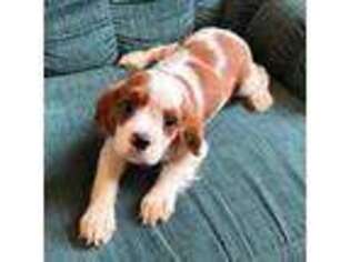 Cavalier King Charles Spaniel Puppy for sale in Lemoore, CA, USA