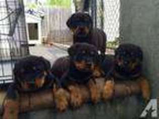 Rottweiler Puppy for sale in BRENTWOOD, NY, USA