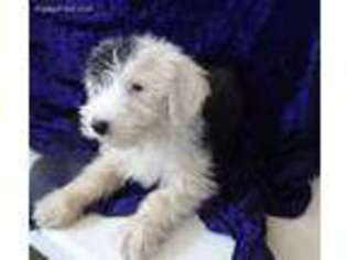 Old English Sheepdog Puppy for sale in Hilbert, WI, USA