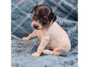 Miniature Pinscher Puppy for sale in Crossett, AR, USA