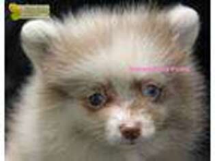 Pomeranian Puppy for sale in Ridgeville, SC, USA