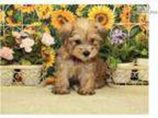 Cavachon Puppy for sale in Oklahoma City, OK, USA