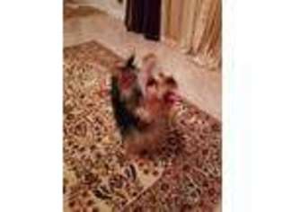 Yorkshire Terrier Puppy for sale in Carteret, NJ, USA