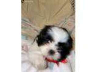 Mutt Puppy for sale in North Little Rock, AR, USA